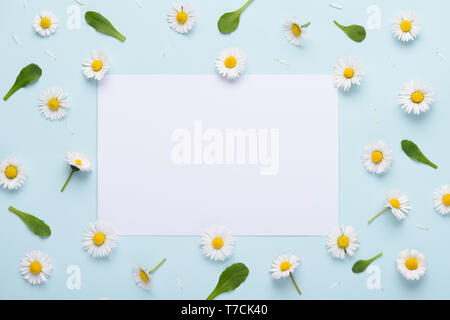 Feder Daisy Blumen muster mit Blätter und Blüten auf Blau pastell Hintergrund mit weißen Platz für Text Stockfoto