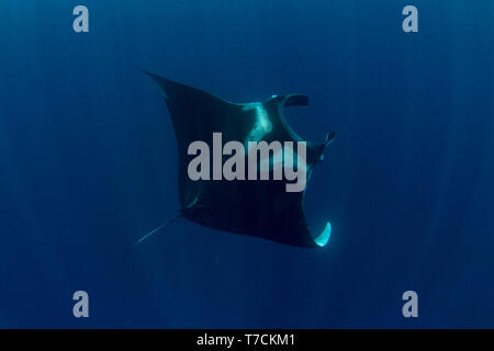 Riesigen ozeanischen Mantarochen (Manta birostris) Fütterung in der Nähe der Oberfläche, Honda Bay, Puerto Princesa, Palawan, Philippinen. Stockfoto