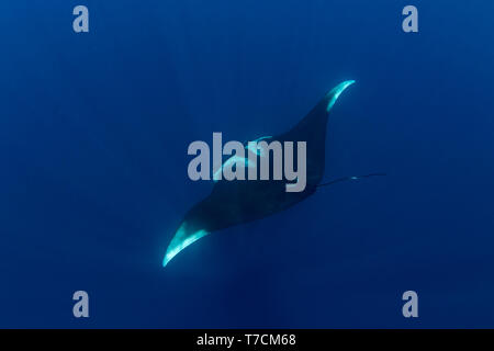 Riesigen ozeanischen Mantarochen (Manta birostris) Fütterung in der Nähe der Oberfläche, Honda Bay, Puerto Princesa, Palawan, Philippinen. Stockfoto