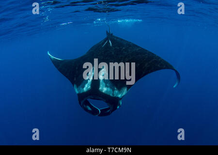 Riesigen ozeanischen Mantarochen (Manta birostris) Fütterung in der Nähe der Oberfläche, Honda Bay, Puerto Princesa, Palawan, Philippinen. Stockfoto