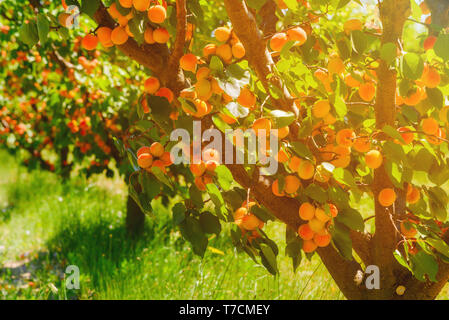 Aprikosen mit reifen Aprikosen auf einem Bauernhof Stockfoto
