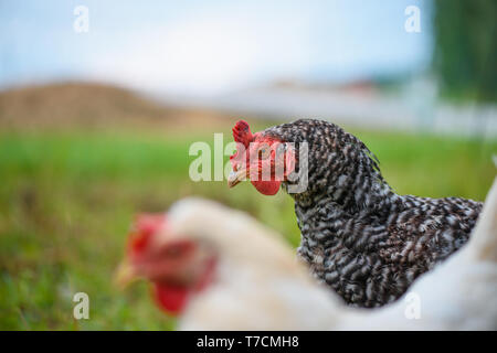 Gras gefüttert Ei - Legehennen Hühner auf der Wiese Closeup Portrait zu Kamera suchen Stockfoto