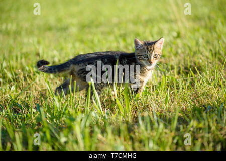 Kleine Kätzchen Spaziergang im grünen Gras süße Katze Portrait mit Kopie Raum Stockfoto