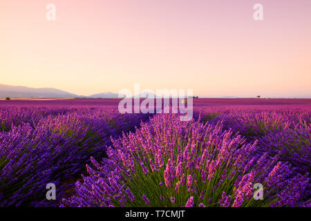 Schöne Lavendelfelder bei Sonnenaufgang Provence Frankreich Fokus auf den Vordergrund Stockfoto
