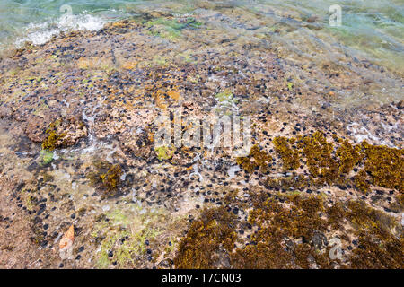 Viele meer ​​Urchins im Coral an der Küste von Bequia Island. Stockfoto