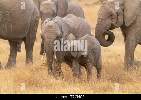 Zwei niedlichen Baby Elefantenkalb Loxodonta africana glücklich Spielen in trockenen Golden grass Ol Pejeta Conservancy Kenia Ostafrika zeitliche Drüse streaming Stockfoto