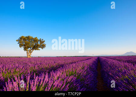Lavendel Feld auf das Plateau von Valensole Frankreich Stockfoto