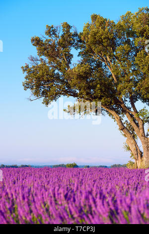 Eiche Baum auf lavendelfeld in der Provence Frankreich Stockfoto
