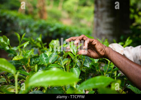 Kaffee Plantagenarbeiter Handpflückung frische Blätter treibt Knospen von der Bush Stockfoto