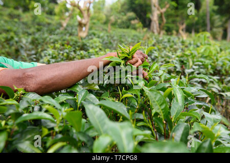 Kaffee Plantagenarbeiter Kommissionierung frische Blätter von der Bush Stockfoto