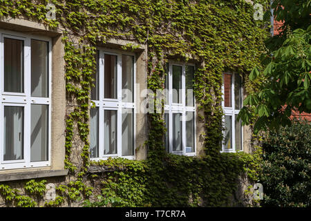 Die Fenster der alten Haus bewachsen mit grünen wilden Trauben Stockfoto