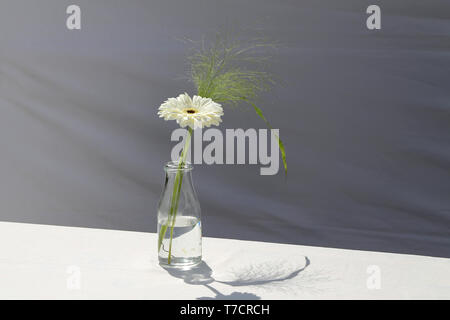Schöne weiße Blume steht in eine Flasche Wasser. Stockfoto
