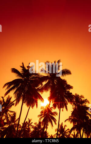 Tropischen Strand bei Sonnenuntergang. Warmen Abendsonne glänzen durch Kokospalmen. Stockfoto