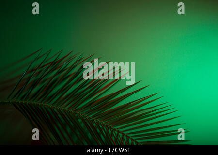 Nahaufnahme von Palm Leaf über grüner Hintergrund Stockfoto
