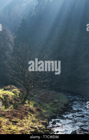 Blattlosen Baum auf der Bergwiese am Morgen nebligen Licht. Brecon Beacons in Wales, Großbritannien Stockfoto