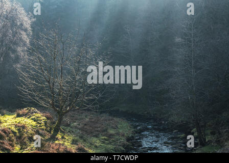 Blattlosen Baum auf der Bergwiese am Morgen nebligen Licht. Brecon Beacons in Wales, Großbritannien Stockfoto