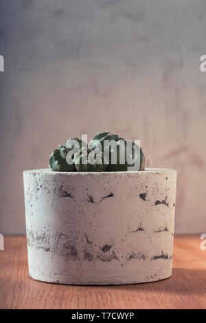 Kaktus Pflanze in handgefertigten konkrete Pflanzmaschine auf dem Holztisch Stockfoto