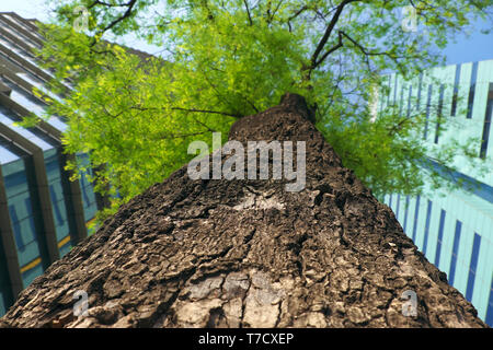 Erstaunlich closeup raue Baumrinde von Tamarind Tree Ansicht von unten, modernes Gebäude, das grüne Blatt am blauen Himmel, der städtischen Bäume machen frische Umgebung in der großen Stadt Stockfoto