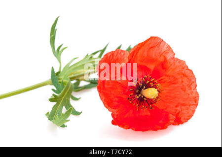 Roter Mohn Blume auf weißem Hintergrund Stockfoto
