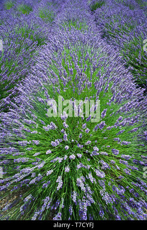 Lavendel am Faulkland Lavender Farm, in der Nähe von Bath in Großbritannien. Stockfoto