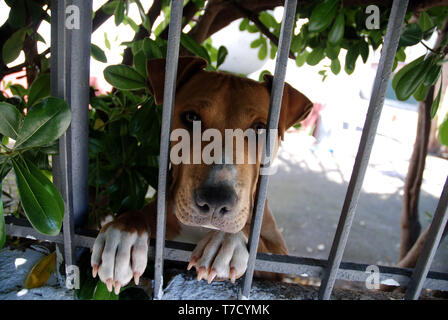 Eine junge amerikanische Grube Stier Terrier Hund schaut wehmütig durch die Bars der Zaun von seinem Hof Stockfoto