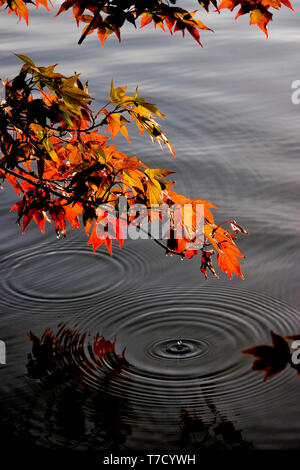 Die lebendigen japanischen Ahornblätter leuchten im Herbst in warmem Licht, wenn die Tropfen in einen ruhigen See fallen und zarte konzentrische Wellen und Reflexe erzeugen. Stockfoto
