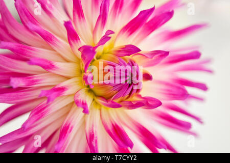 Strahlende rosa und weiße Dahlien in Makroblüte mit zarten mehrschichtigen Blütenblättern, weichen Verläufen und komplizierter natürlicher Symmetrie in lebendigen Blumendetails Stockfoto