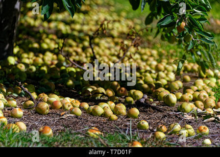 Lebensmittelabfälle, viele Äpfel liegen auf dem Boden in einem Obstgarten Stockfoto