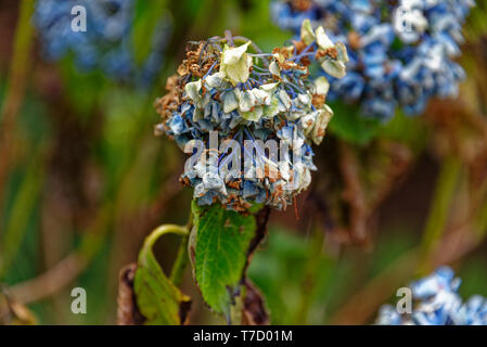 Eine Hortensie Blume zeigen die Zeichen der Dürre, Braun und hängend. Stockfoto