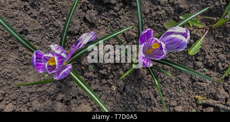 Foto von zwei violette Krokusse, Ansicht von oben, flach dof Stockfoto