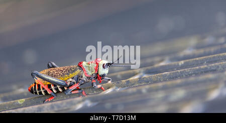 Koppie Schaum / gaudy Heuschrecke. Bunte Grashüpfer / Heuschrecke fotografiert in der Blyde River Canyon, Südafrika. Stockfoto