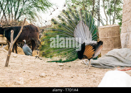Nahaufnahme der tanzenden Pfau zeigt seine schönen Federn, Ansicht von hinten. Stockfoto