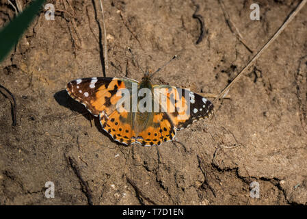 Bunte Painted Lady butterfly oder Vanessa cardui auf dem Boden Stockfoto