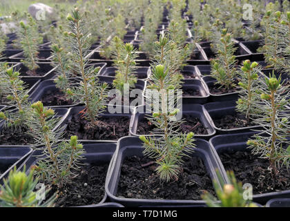 Kiefer, Weihnachtsbäume, Wacholder in Töpfen und Bonsai Garten Pflanzen in einer Gärtnerei Stockfoto