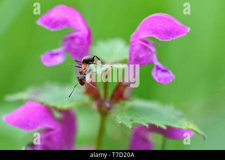 Schöne Makroaufnahme der Ameise auf Blatt im Gras. Natürliche bunten Hintergrund. Stockfoto