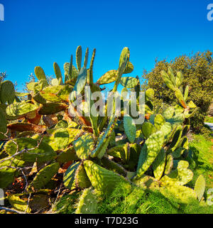 Engelmann Feigenkakteen in der Natur gegen einen sonnigen blauen Himmel Hintergrund Stockfoto