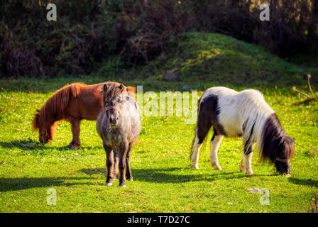 Herde von niedlichen kleinen Pony Pferde grasen auf das Gras auf einer grünen Wiese Feld auf hellen an einem sonnigen Tag Stockfoto