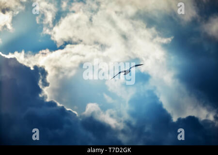 Möwe das Fliegen und schweben gegen einen Moody dramatische bewölkter Himmel Hintergrund Stockfoto