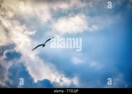 Möwe das Fliegen und schweben gegen einen Moody dramatische bewölkter Himmel Hintergrund Stockfoto