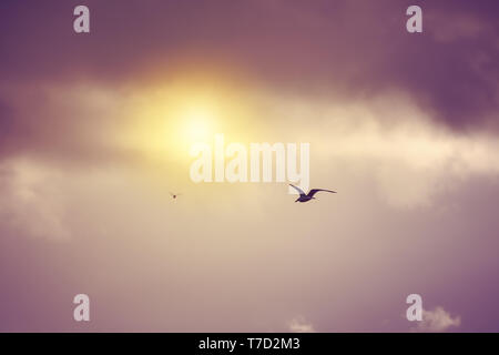Möwen fliegen und schweben in Richtung der Sonne gegen eine Moody dramatische bewölkter Himmel Hintergrund Stockfoto