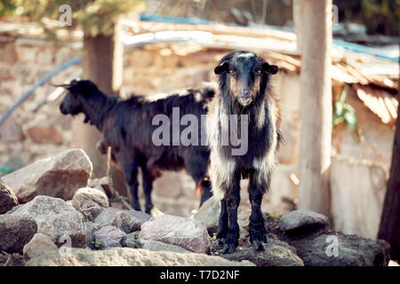 Schwarz türkische Ziegenhaaren stehend auf den Felsen in einem ländlichen Gebiet Stockfoto