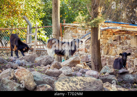 Schwarz türkische Ziegenhaaren stehend auf den Felsen in einem ländlichen Gebiet Stockfoto