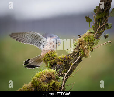 Männliche kestrel Balancing im Wind und Regen Stockfoto