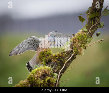 Männliche kestrel Balancing im Wind und Regen Stockfoto