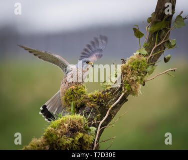 Männliche kestrel Balancing im Wind und Regen Stockfoto