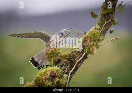 Männliche kestrel Balancing im Wind und Regen Stockfoto