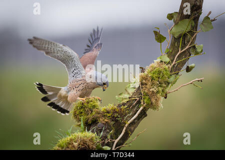 Männliche kestrel Balancing im Wind und Regen Stockfoto