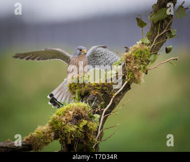 Männliche kestrel Balancing im Wind und Regen Stockfoto