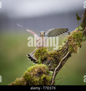 Männliche kestrel Balancing im Wind und Regen Stockfoto