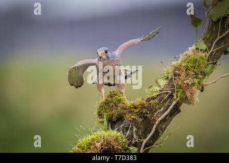 Männliche kestrel Balancing im Wind und Regen Stockfoto